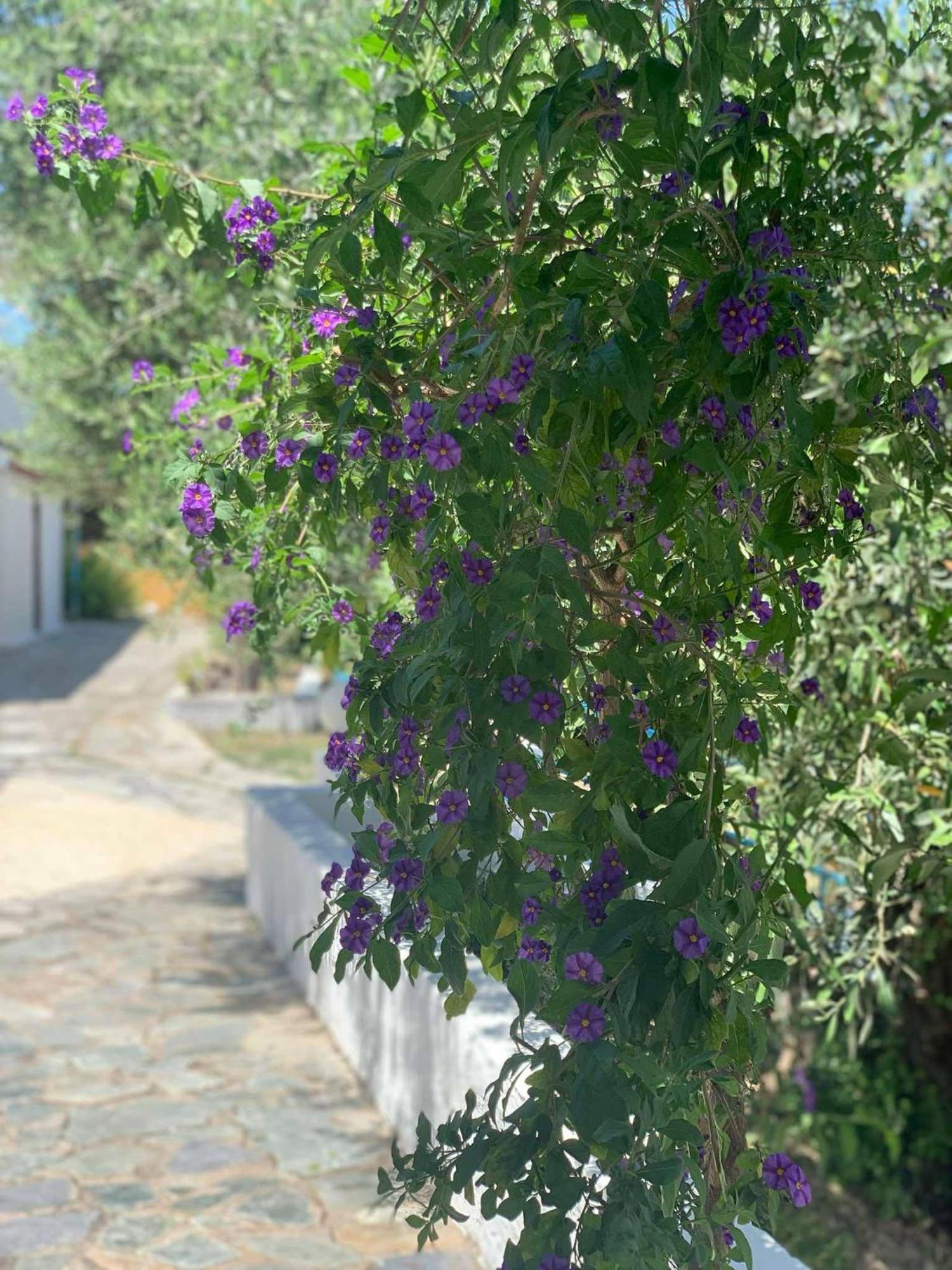Artaki R Apartments Koróni المظهر الخارجي الصورة